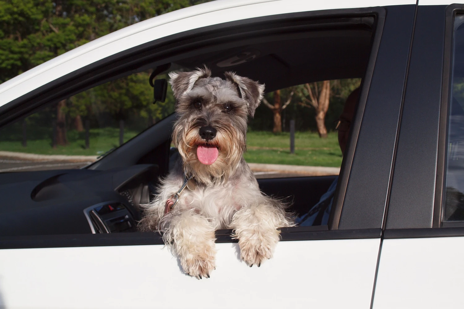 Toyota Tundra Dog Carrier Car Seat for Cesky Terrier