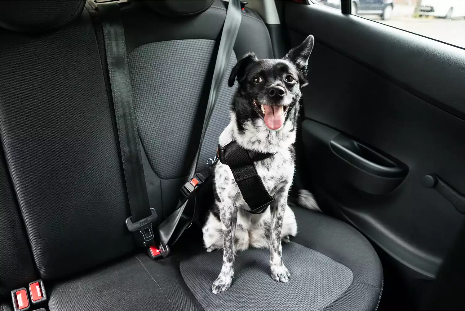 Bouviers des Flandres  Dog Safety Belt for Ford Edge