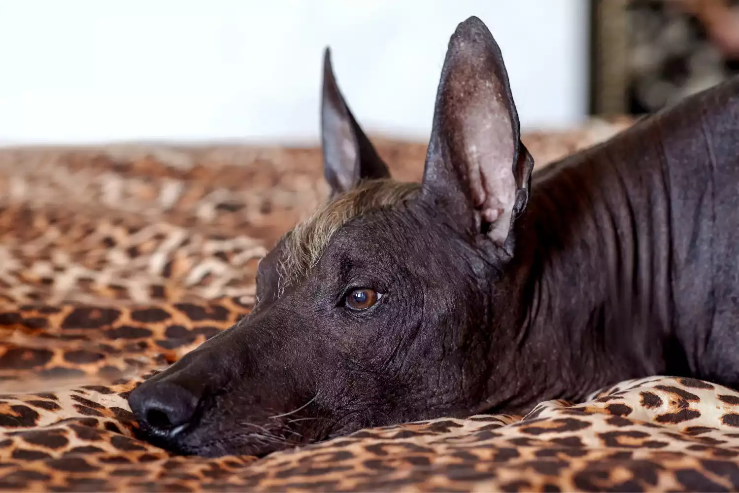 Ram Truck Dog Car Seat for Xoloitzcuintli