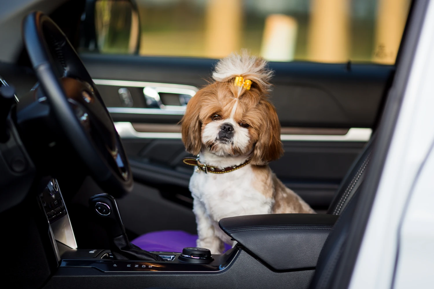 Nissan Maxima Dog Car Seat for Shih Tzu