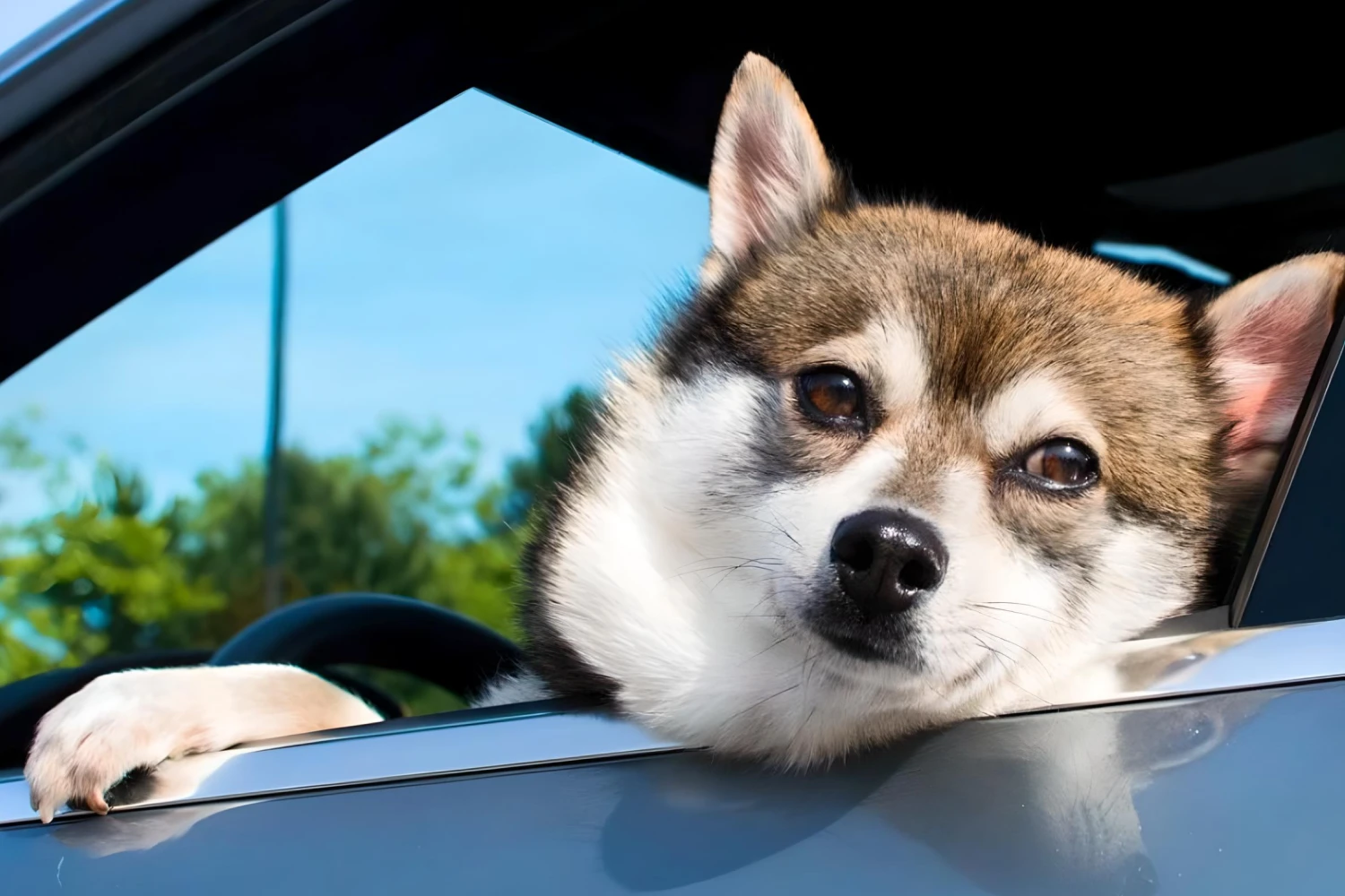 Dog Carrier Purse for Alaskan Klee Kai