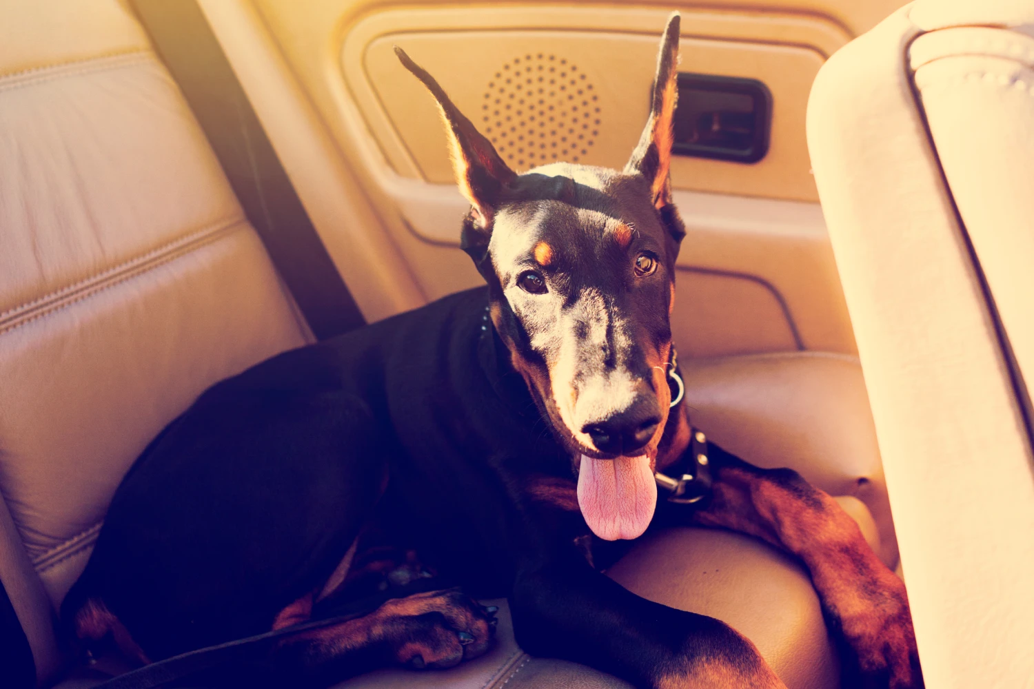 Hyundai Sonata Dog Safety Belt for Doberman Pinschers